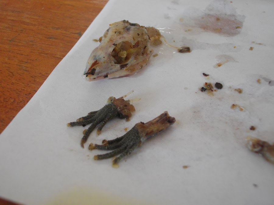 Lizard skull and feet found in the stomach contents of an Amazonian caiman
