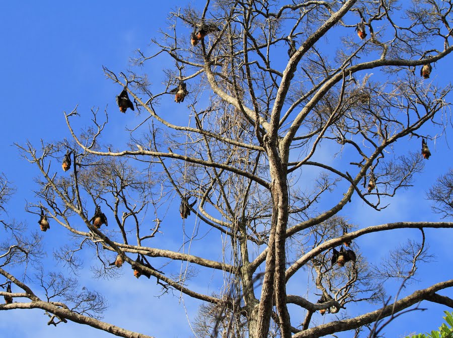 Pteropus rufus roosting in a tree